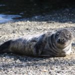 Seal Comes to Water Street; Mystic Aquarium Is Monitoring