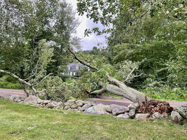 hurricane wind tree damage storm