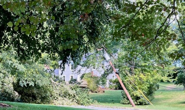 Downed Tree Takes Power Lines With It