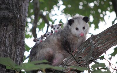 The Overlooked Opossum