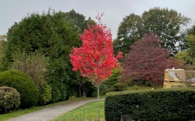 The Search for ‘Red’ Maples