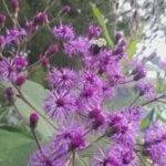 Rhode Island Native Plants for Added Fall Color