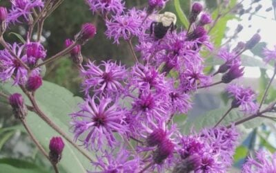 Rhode Island Native Plants for Added Fall Color