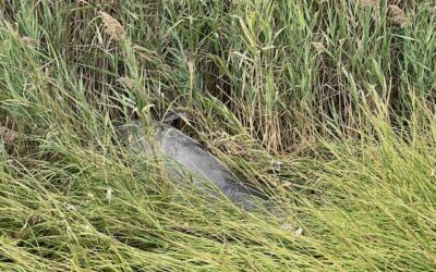 Dead Dolphin Remains in Reeds off Potowomut
