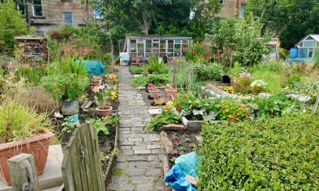 A Community Garden Abroad