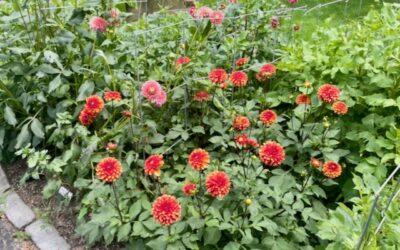 No One Is Coming for Your Dahlias …